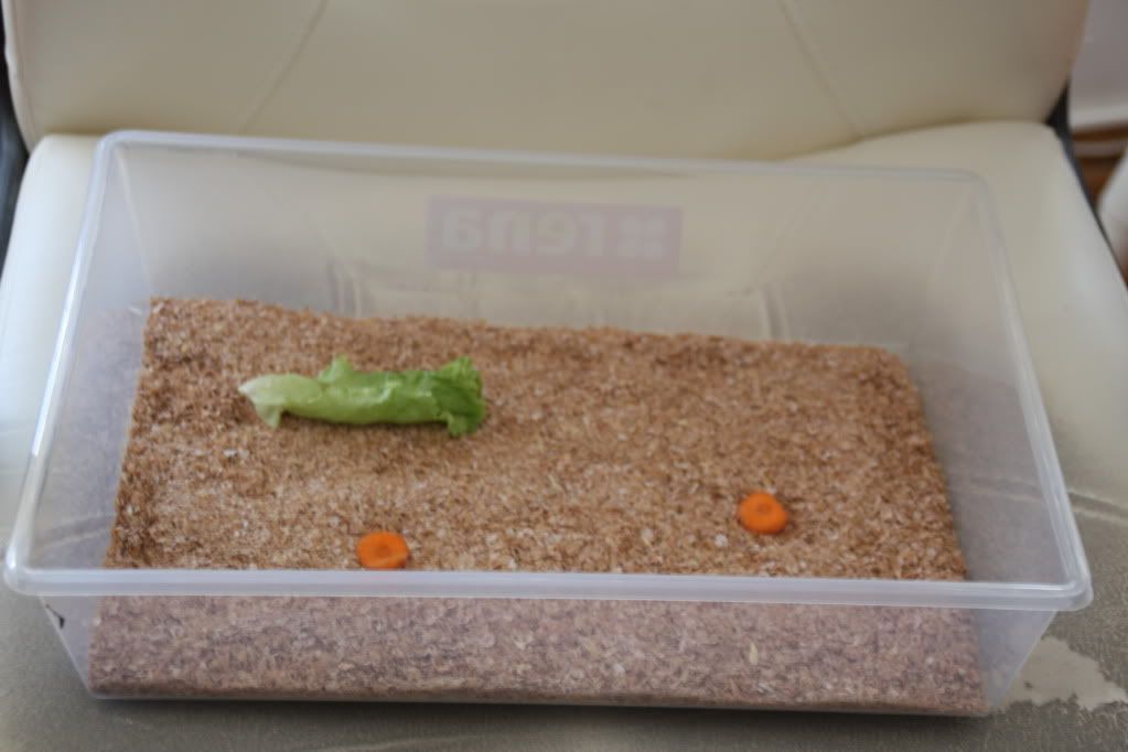 First attempt at breeding mealworms Reptile Forums